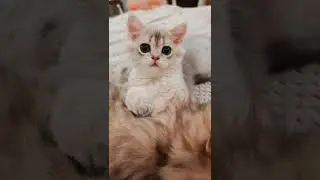 Шотландские котята 😻 голубое золото для Вас💝 Питомник Melody Soul 😺