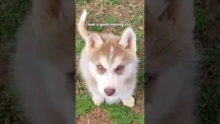 I had a floppy ear 🥹