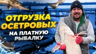 Отгрузка осетровых на платную рыбалку
