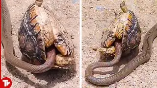 This Snake Messed with the Wrong Turtle