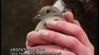 Sos Todo Eso y Mucho Más - Argentino Luna