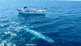 Blue Whale the largest animal ever to roam the earth
