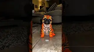 the dog falls in
