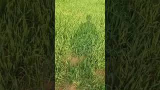 गेहूं के खेतों में कंघी करें  @short video 