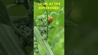 Make Ladybugs Look Epic!  #insectphotography #macrophotography #ladybug