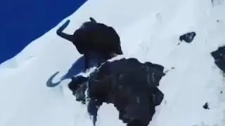 Трофейные тури Дагестана Цунта .