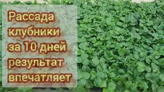 Самый быстрый способ вырастить рассаду клубники, весь процесс от А до Я