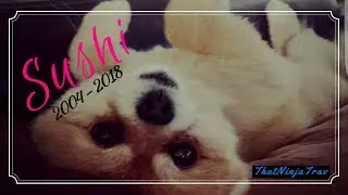 CUTEST POMERANIAN EVER !!!