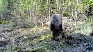 Птицы, звери и рысий хвост:) TRAIL CAMERAS IN THE WOODS