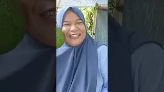 ALIGATOR ALPUKAT #malang #batu