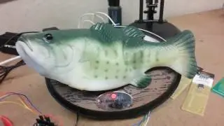 Un homme pirate l'assistant Alexa d'Amazon pour en faire un poisson qui parle !