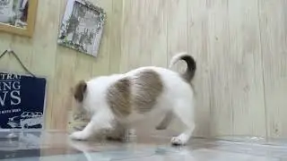 ワンラブ　ペットショップ　名古屋市255023