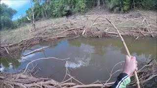 PESCARIA RAIZ DE TRAIRA E TUCUNARE  NA VARA DE BAMBU!