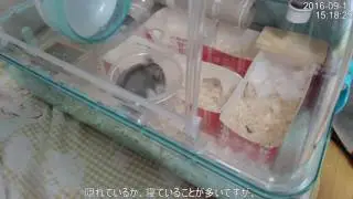 ハムスター コケッ