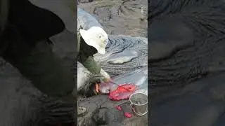 Process of taking lava 🥵😱 #viral #science #natural #amazing #awesome #dangerous #fyi #information
