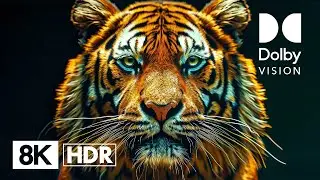 THE WILD UP CLOSE | 8K Dolby Vision™ HDR 60FPS