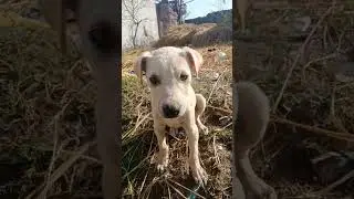 baby dog sad video