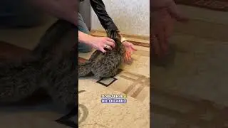 Кошка загуляла 