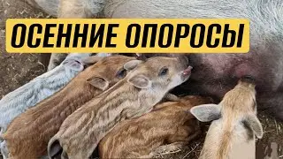 СВИНЬИ ПОРАДОВАЛИ! НАШИ БУДНИ: забои, ремонт, управа