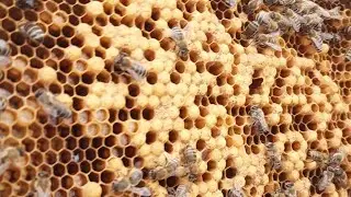 исправление  семьи трутовки !