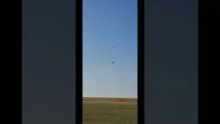 выпуск 3 пустельг и одного коршуна