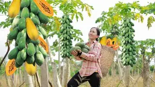 Harvest Carica Papaya Garden Goes to the market sell | Emma Daily Life