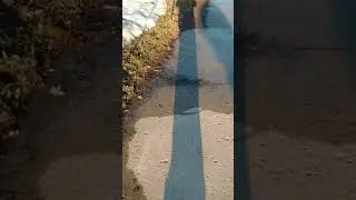 Vertical Film Project: The Phone's Perspective