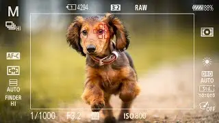 SCHERPE FOTO'S maken was nog NOOIT zo makkelijk! - Sony A9 ANIMAL EYE-AF