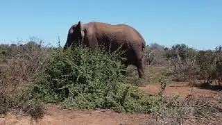 Elephant 03
