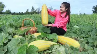 Have you ever harvested and eaten yellow melon ? / Harvest melon and watermelon from village farm