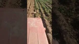 #картошка #т25