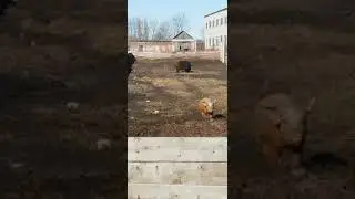 Прикол. Озабоченный свин и маленькая свинка.