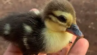 Hatching ducklings naturally Watch This Duck Hatch From  Egg so big