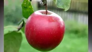 Словарный диктант 4