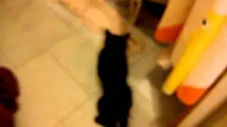 Смешной кот под наркотиками