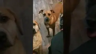 Pizza Party With Our Rescue Dogs | 🍕🐕❤️