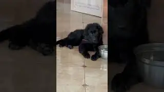Новый шерстяной ребенок на «Территории собак»❤️