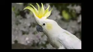 scotland birb