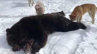 Медведь на приваде. #охотаслайкой #охотанамедаедя