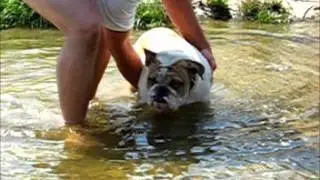 Angol Bulldog