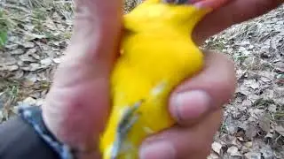 Иволга.  Ловля певчих птиц с продолжением  - 2.
