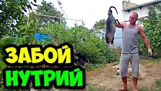 Забой нутрий | Как правильно сдирать шкуру с тушки нутрии | Сколько весит котенок, нутрия и голова