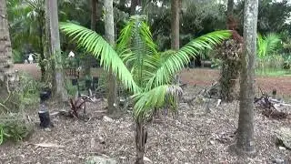 Rhopaloblaste augusta at Fairchild Tropical Gardens