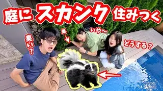 我が家の庭にスカンク🦨が住み着きました😱 どうしよう😱😱