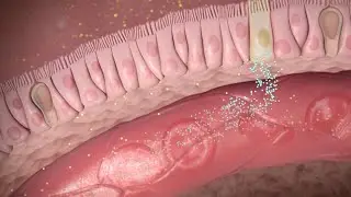 Cómo actúa la semaglutida en la pérdida de peso y la diabetes tipo 2