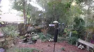 TLHN BIRD CAM tlhn