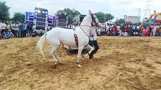 ghoda ka nagin dance chirawa।।horse।।horse dance 0009।।ghoda