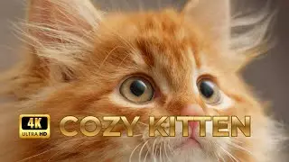 Sweet Kitten Moments 🐾 Soft Piano Waltz for Pure Calm (4K)