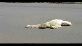 Three-toed sloth road escort