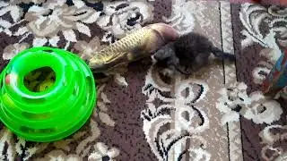 Котенок и рыба 🐈🐟